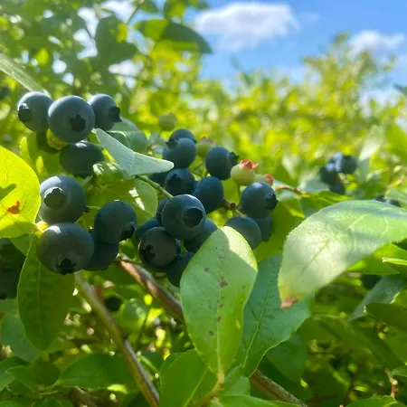 Zum Blaubeerstuebchen Wietzendorf